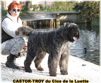 bouvier des flandres du clos de la luette - copyright d&eacute;pos&eacute;